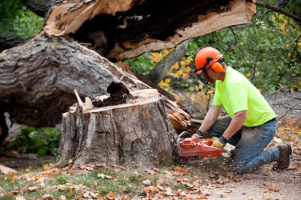 Professional Tree Services in Farmer City, IL